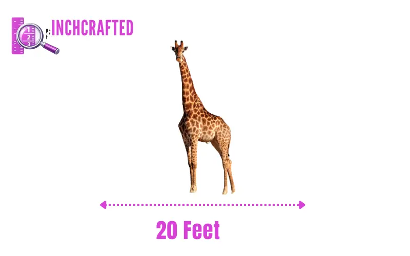 How Long Is 20 Feet