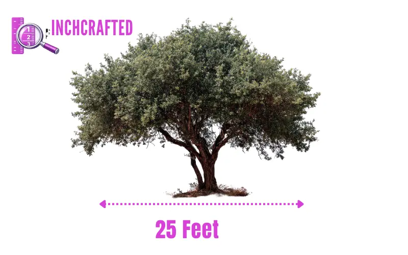How Long Is 25 Feet